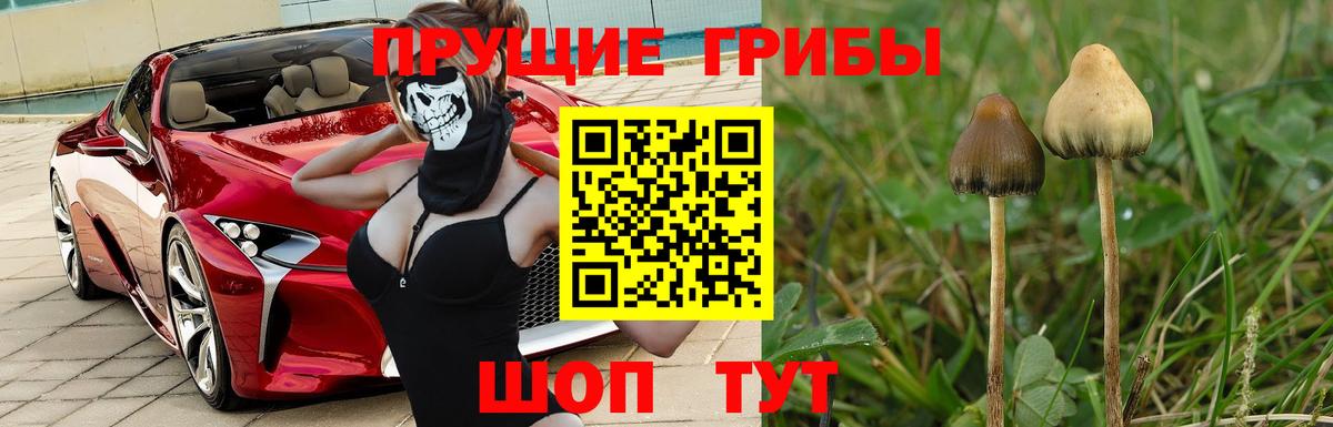 Галлюциногенные грибы GOLDEN TEACHER  Вход с VPN  Стерлитамак 